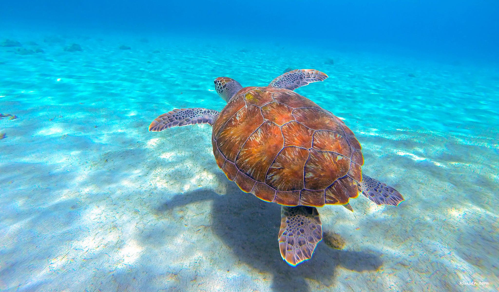 Unterwasserschildkröte die über den Meeresboden fliegt